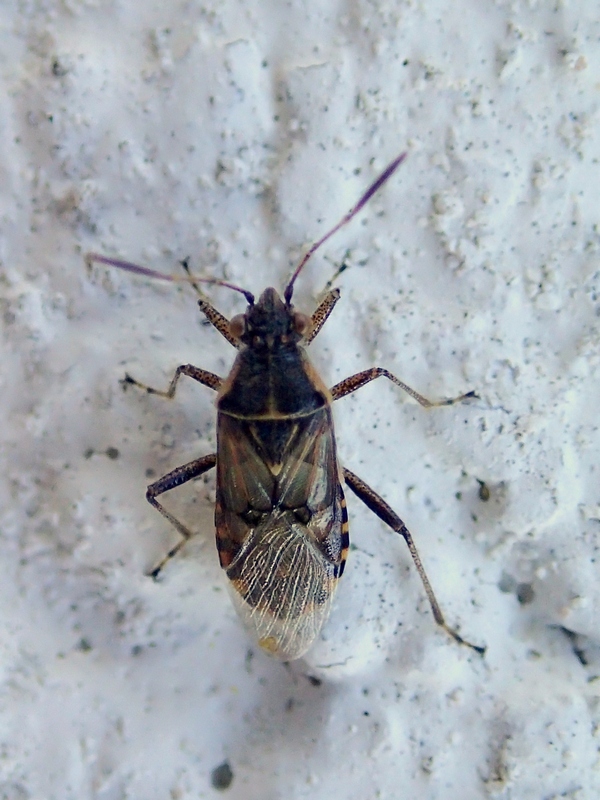 Rhopalidae: Liorhyssus hyalinus e Nysius del Veneto (TV)